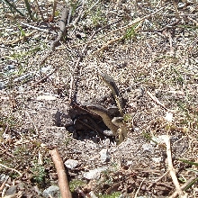 Spring in Ontario