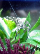 dolomedes