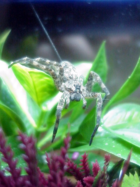 dolomedes