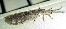 fishfly