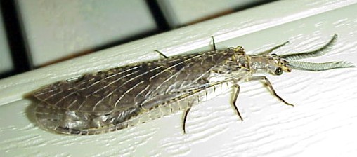 fishfly