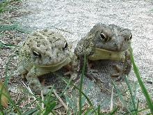 Fowler's toads from Canada