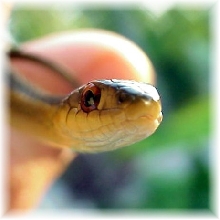 snake head