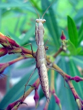 mantid
