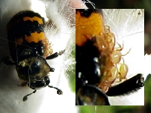 stinky beetle