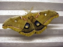 polyphemus