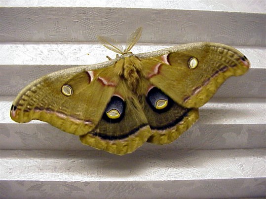 polyphemus