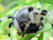 Araneus trifolium