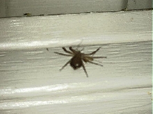 what is this? of course it has to be a blurry photo!