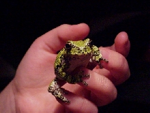 Huntsville treefrog