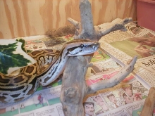 Labyrinth Burmese Python