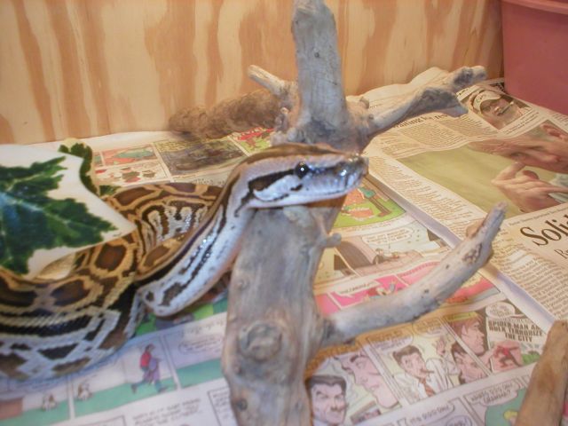 Labyrinth Burmese Python