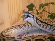 Labyrinth Burmese Python!