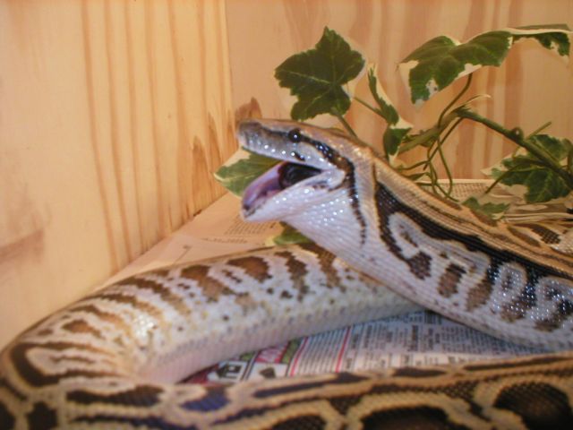 Labyrinth Burmese Python!