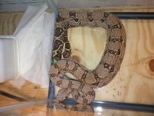 Athena(BCI)