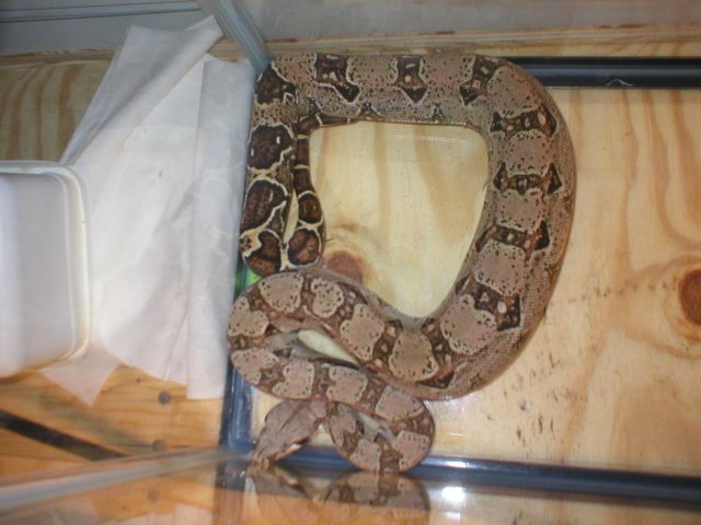 Athena(BCI)