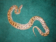 Zeus(Labyrinth Burm)1