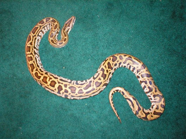 Zeus(Labyrinth Burm)1