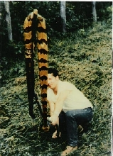 Big Old Timber