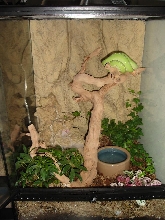 Chondro set up
