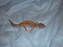 Is this considered a striped leo?