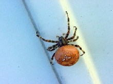 What kind of spider?