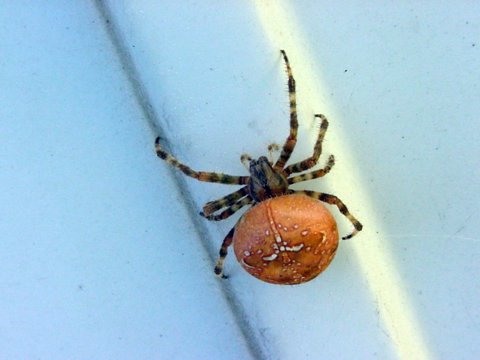 What kind of spider?