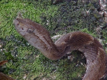 Bothrops atrox (Belém-Pará-Brasil)
