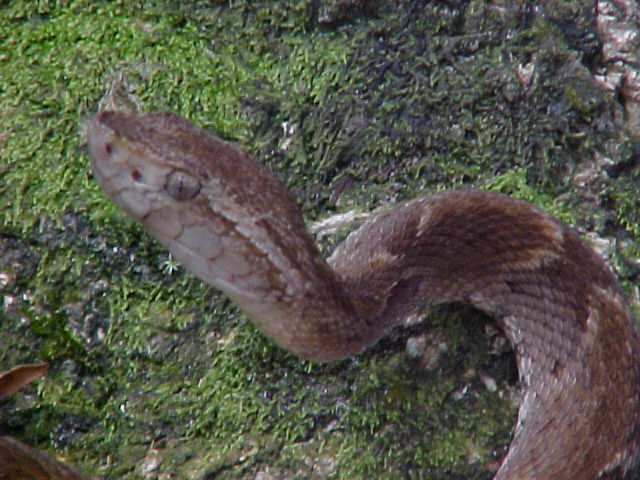 Bothrops atrox (Belém-Pará-Brasil)