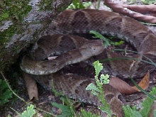 Bothrops atrox (Belém-Pará-Brasil) 02