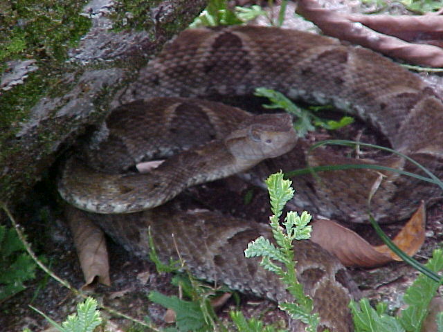 Bothrops atrox (Belém-Pará-Brasil) 02