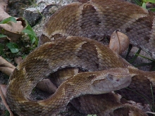 Bothrops atrox (Belém-Pará-Brasil) 03
