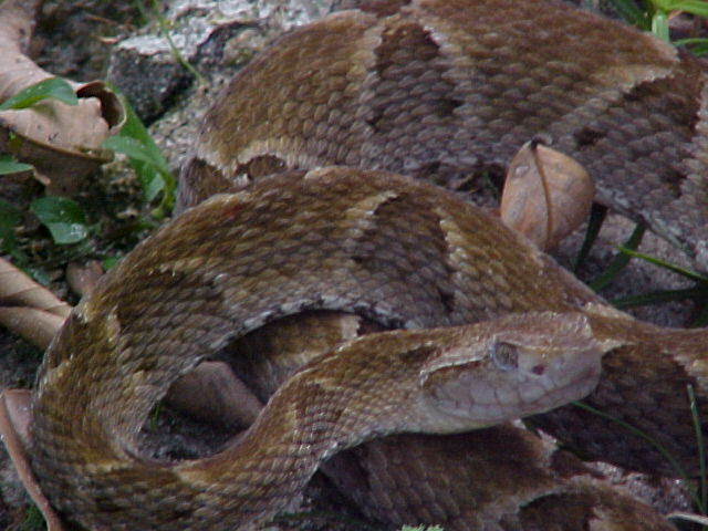 Bothrops atrox (Belém-Pará-Brasil) 03