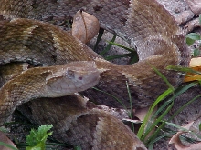 Bothrops atrox (Belém-Pará-Brasil) 04