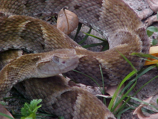 Bothrops atrox (Belém-Pará-Brasil) 04