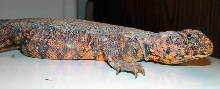 Red Niger Uromastix