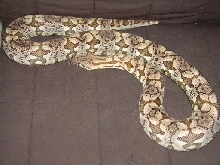 Adult Dumeril's Body Shot