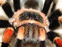 B. smithi