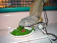 Seven Year Old Female