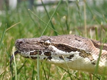 Male Dumeril's
