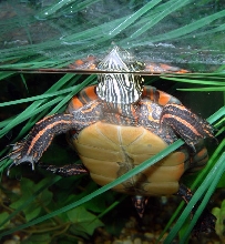 Midland Painted Turtle