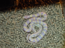 Albino California Kingsnake