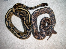Normal Pattern Variation