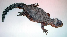 Uromastix