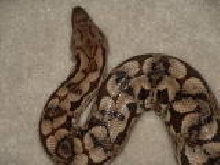 Dumerils Female