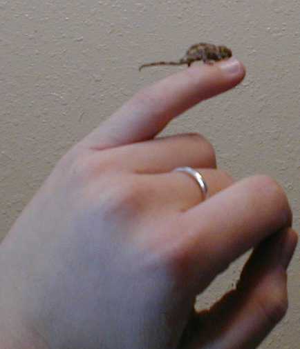 Baby Jacksoni