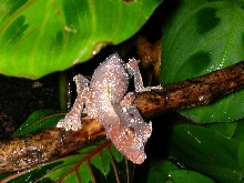 Female U. phantasticus
