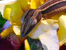 Uroplatus lineatus