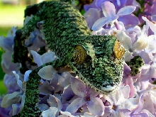 Uroplatus fimbriatus
