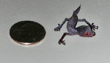 Hatchling U. phantasticus